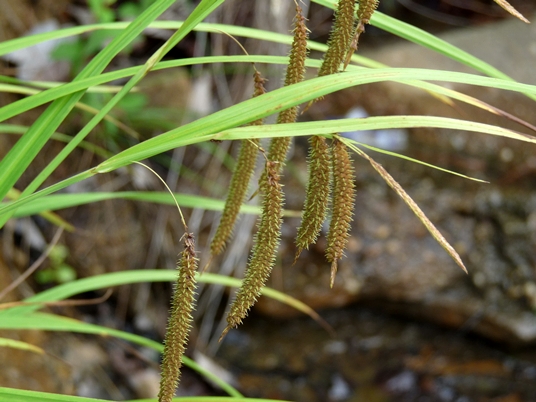 {Carex crinita}